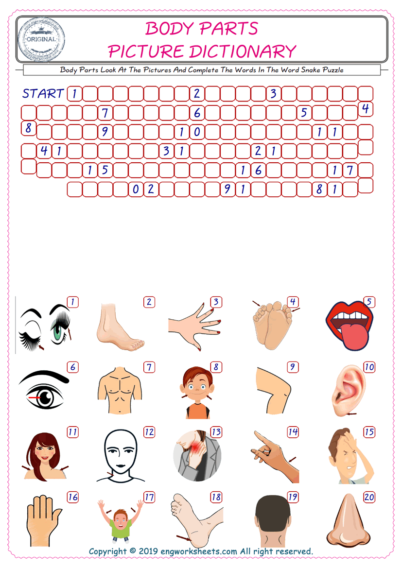  Check the Illustrations of Body Parts english worksheets for kids, and Supply the Missing Words in the Word Snake Puzzle ESL play. 